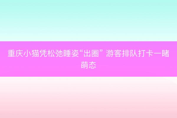 重庆小猫凭松弛睡姿“出圈” 游客排队打卡一睹萌态